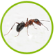 От муравьев